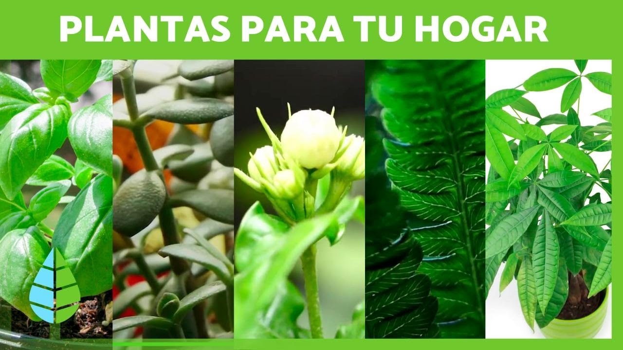 5 plantas que atraen el dinero