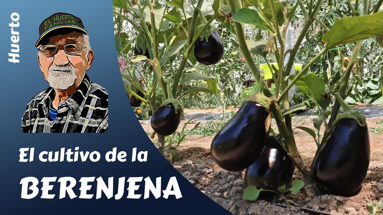 a que distancia se plantan las berenjenas