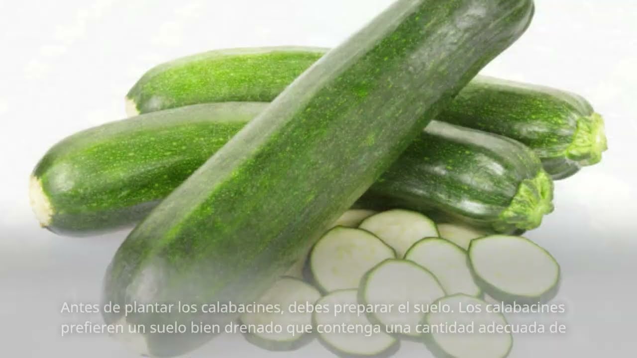 a que distancia se plantan los calabacines