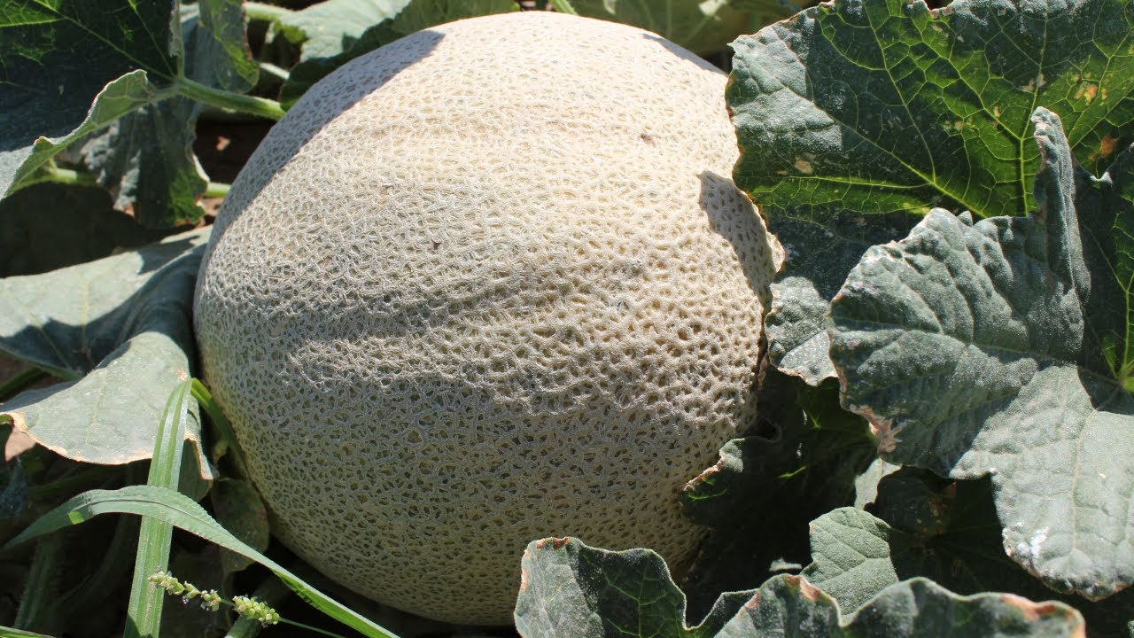 a que distancia se plantan los melones