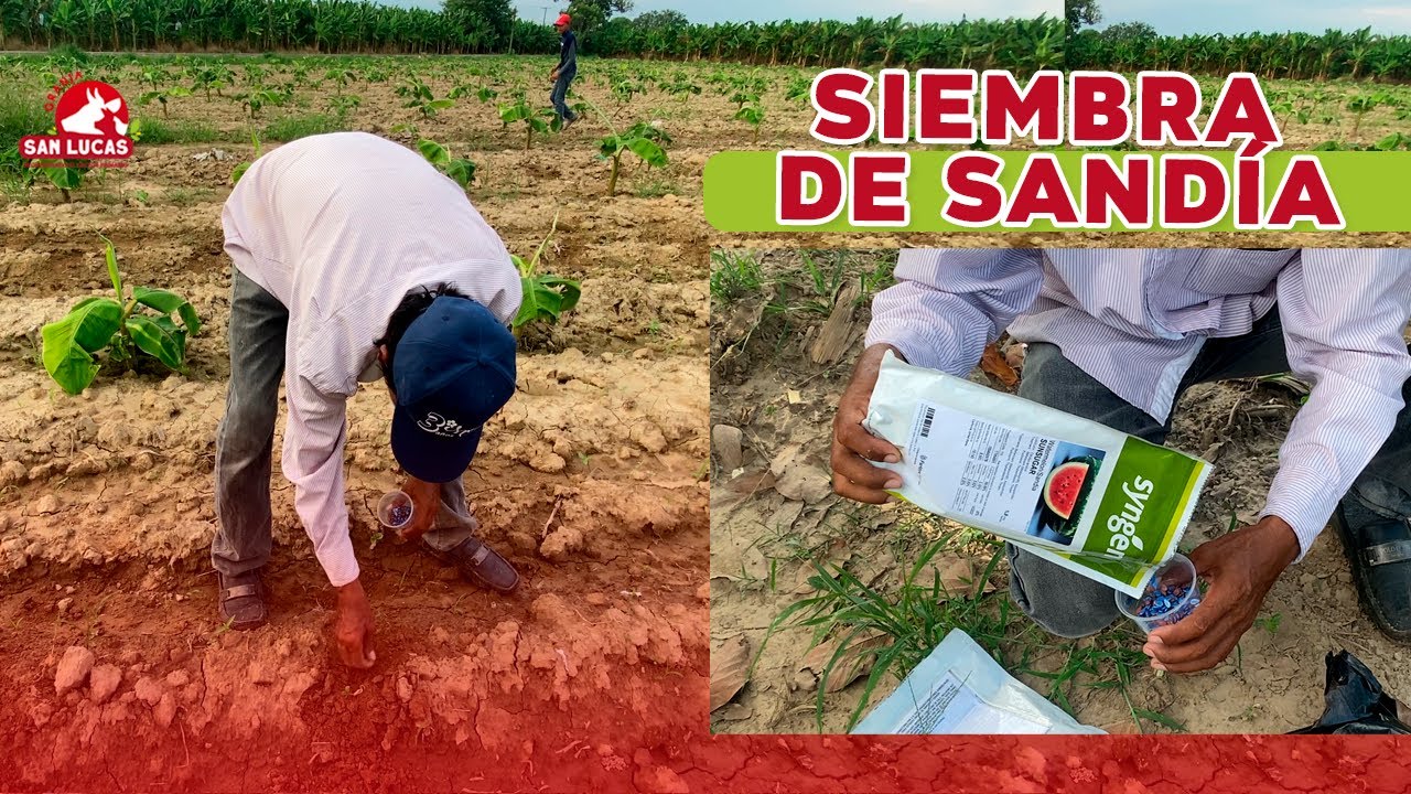 a que distancia se siembran las sandias