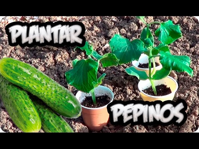 a qué distancia se siembran los pepinos