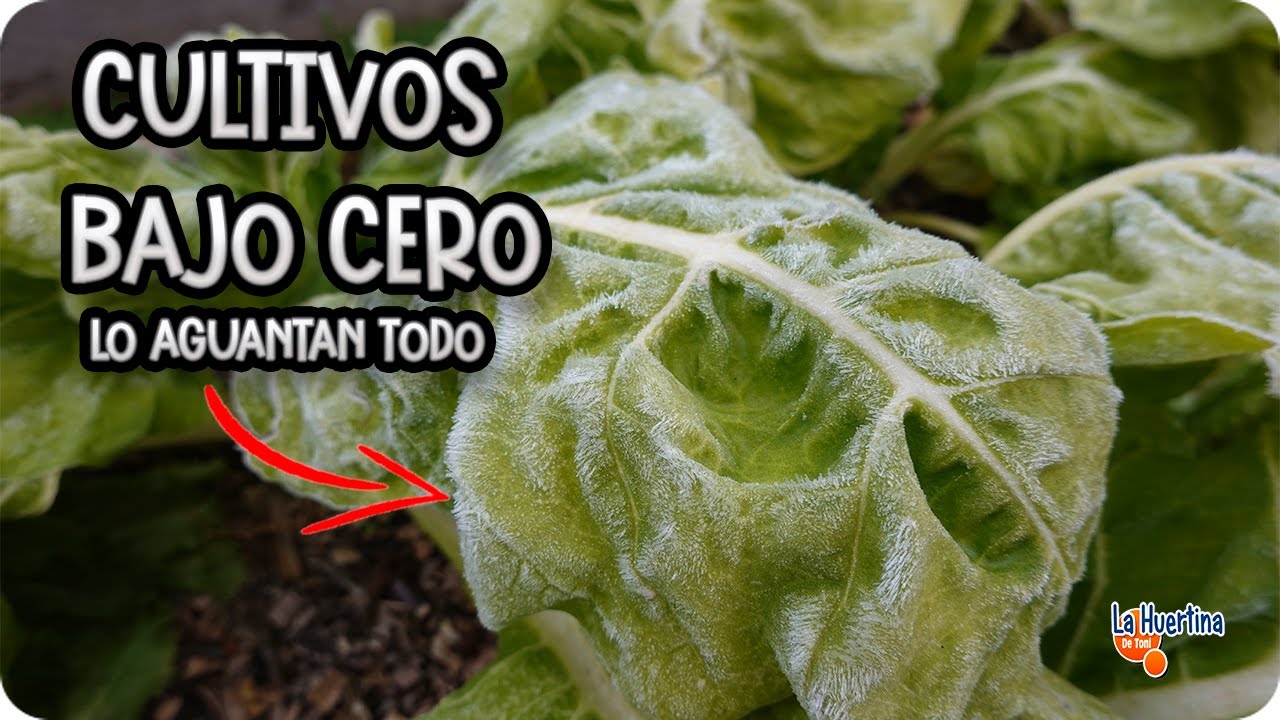 a que temperatura se hielan las plantas