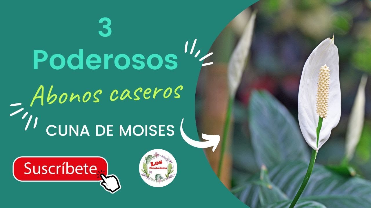 abono casero para planta cuna de moisés