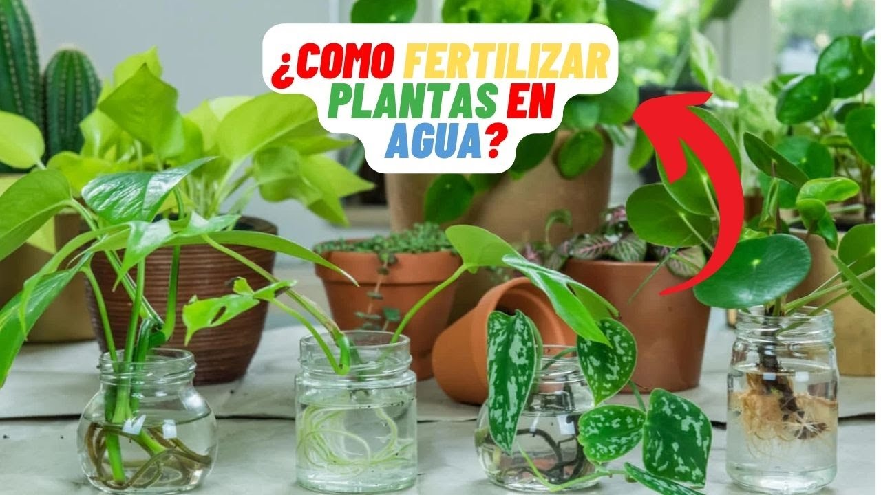 abono casero para plantas en agua