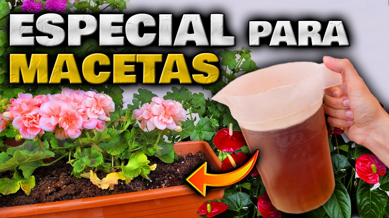 abono casero para plantas en macetas