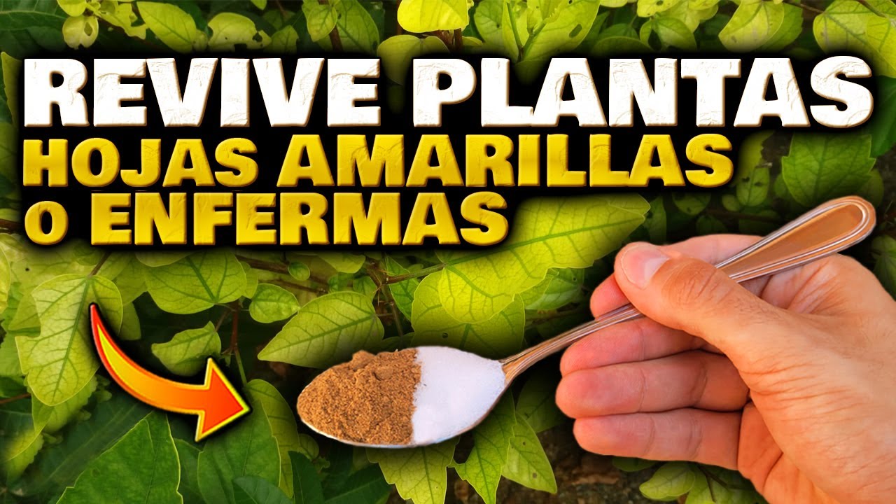 abono para plantas con hojas amarillas