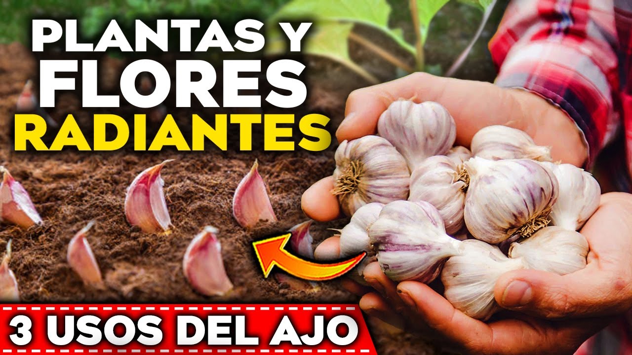 agua con ajo para las plantas
