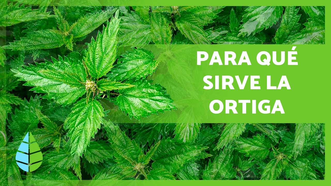 agua de ortigas para las plantas