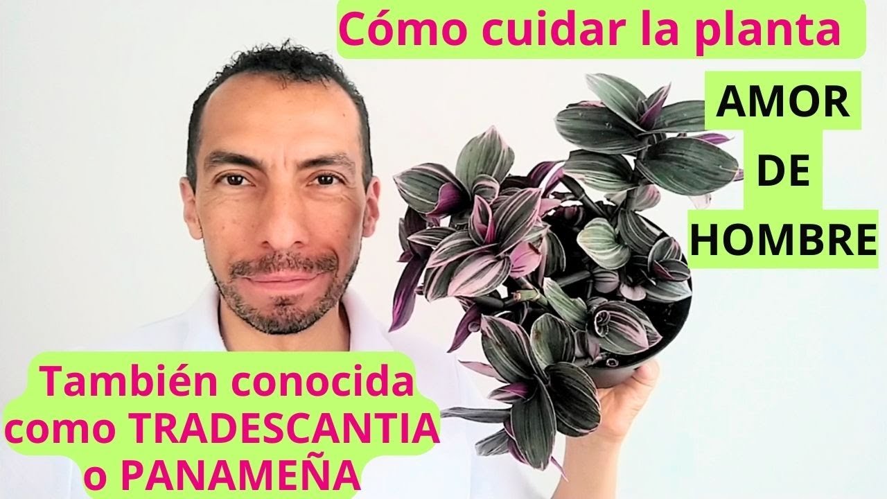 amor de hombre planta interior o exterior