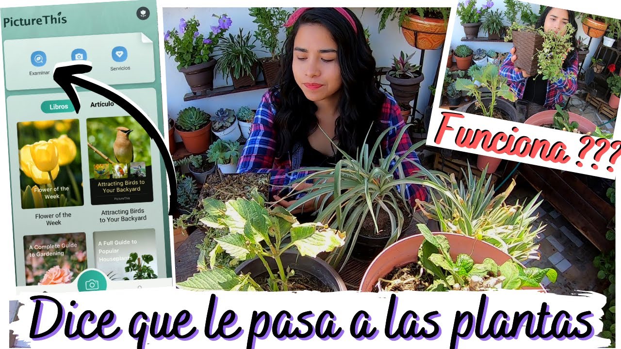 aplicacion para saber que le pasa a mi planta