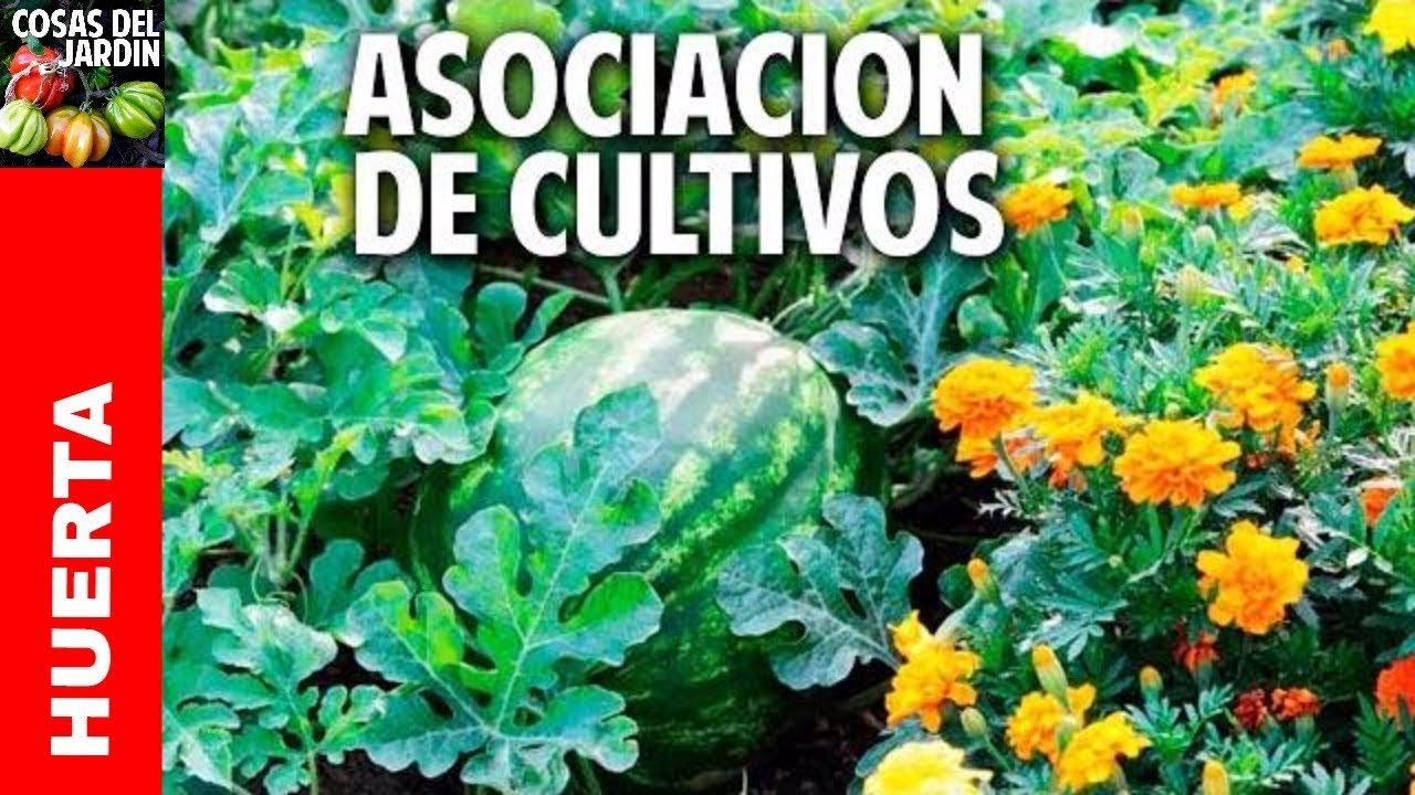 asociacion de plantas en el huerto