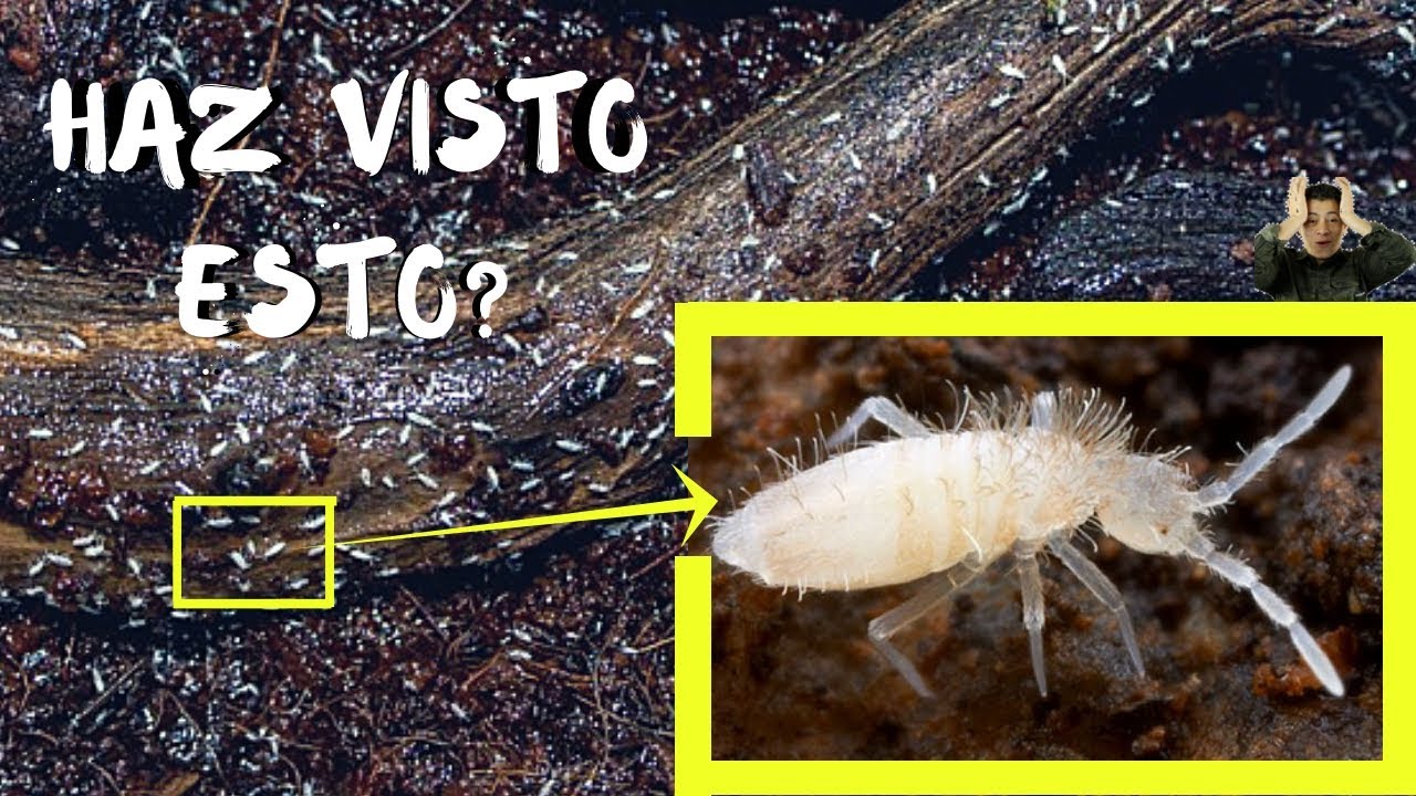 bichitos blancos en la tierra de las plantas