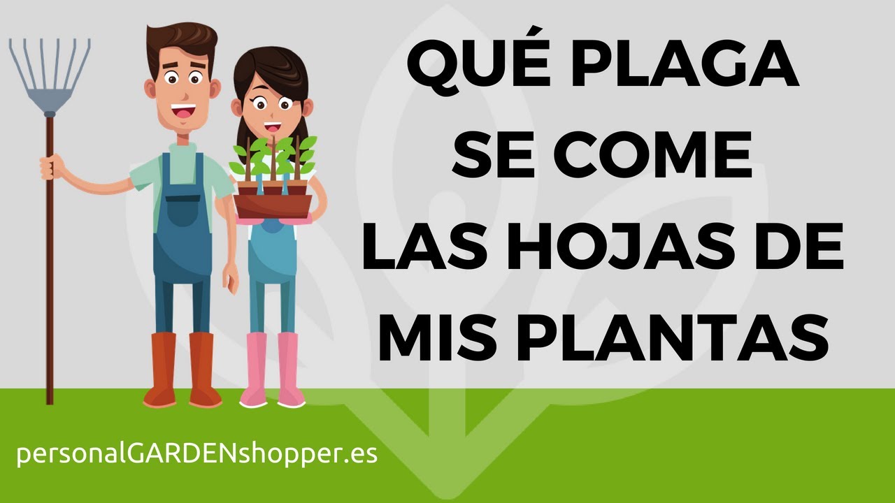 bichos que se comen las hojas de las plantas