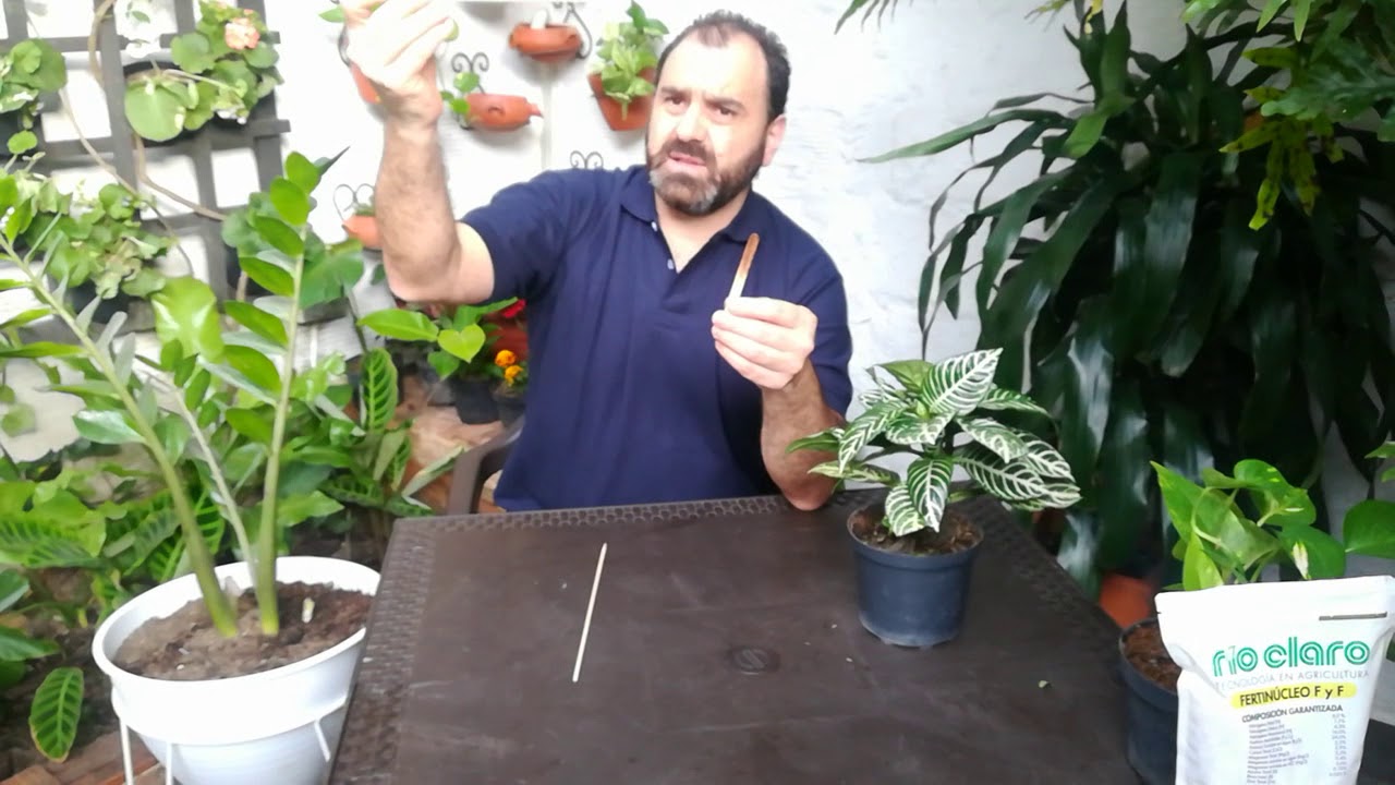 cada cuando se riegan las plantas de sombra
