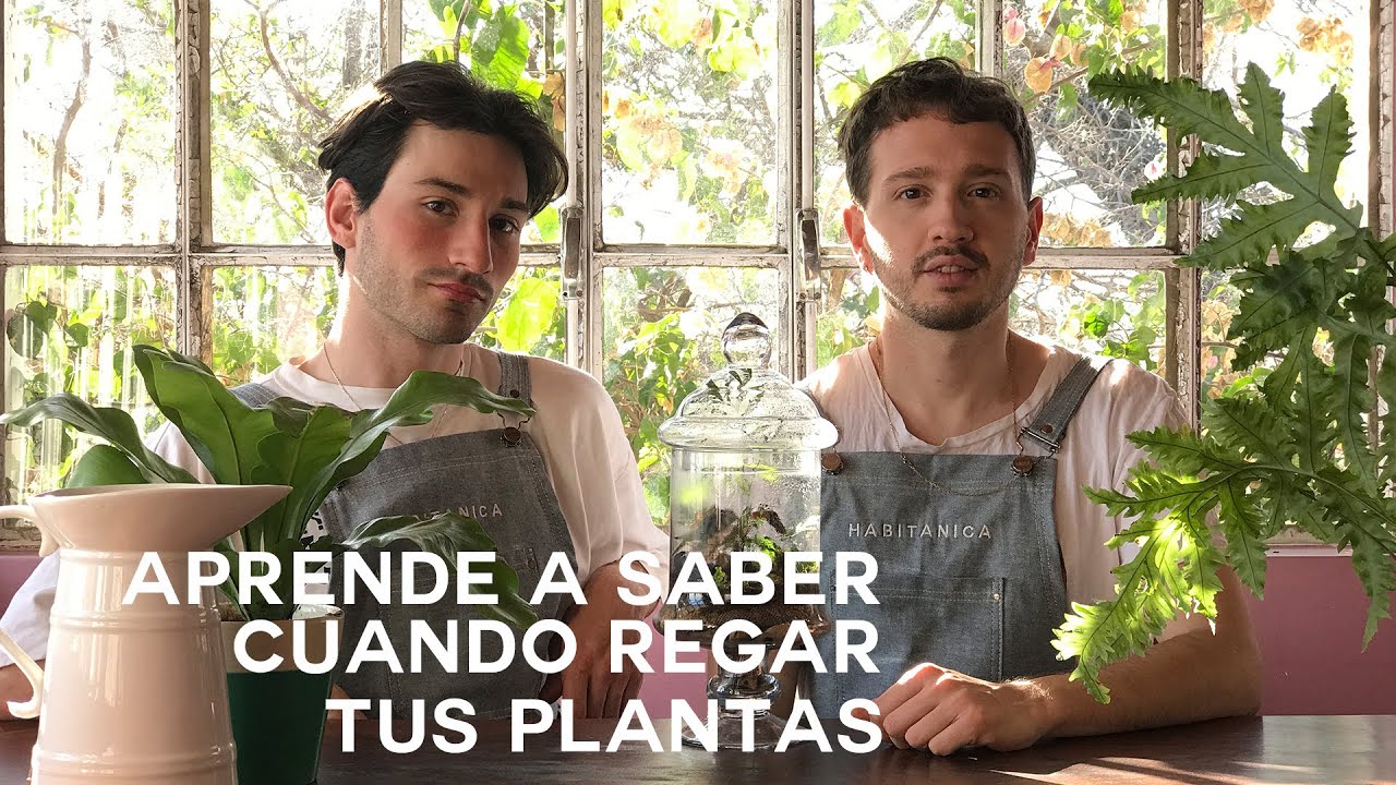 cada cuanto regar plantas en verano