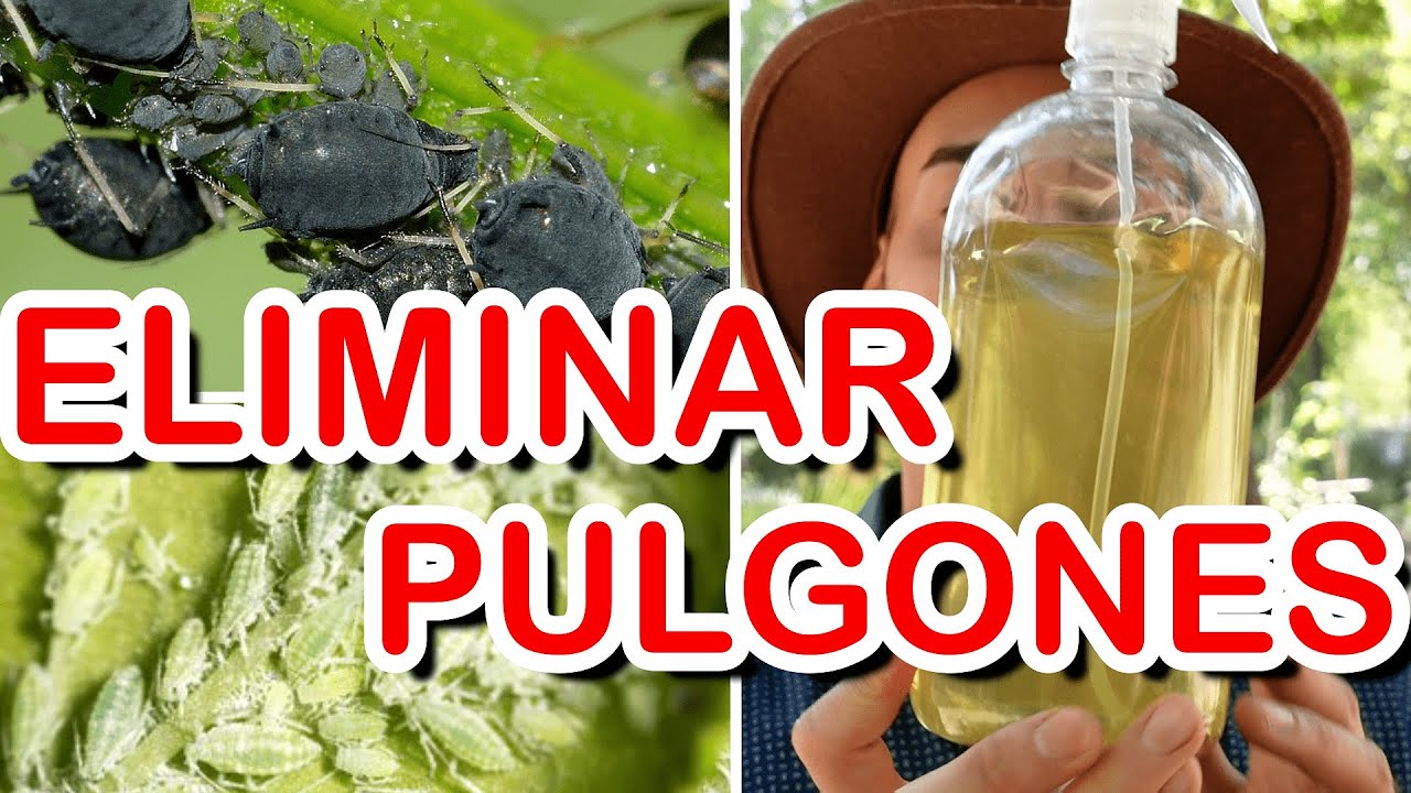 combatir el pulgon en las plantas