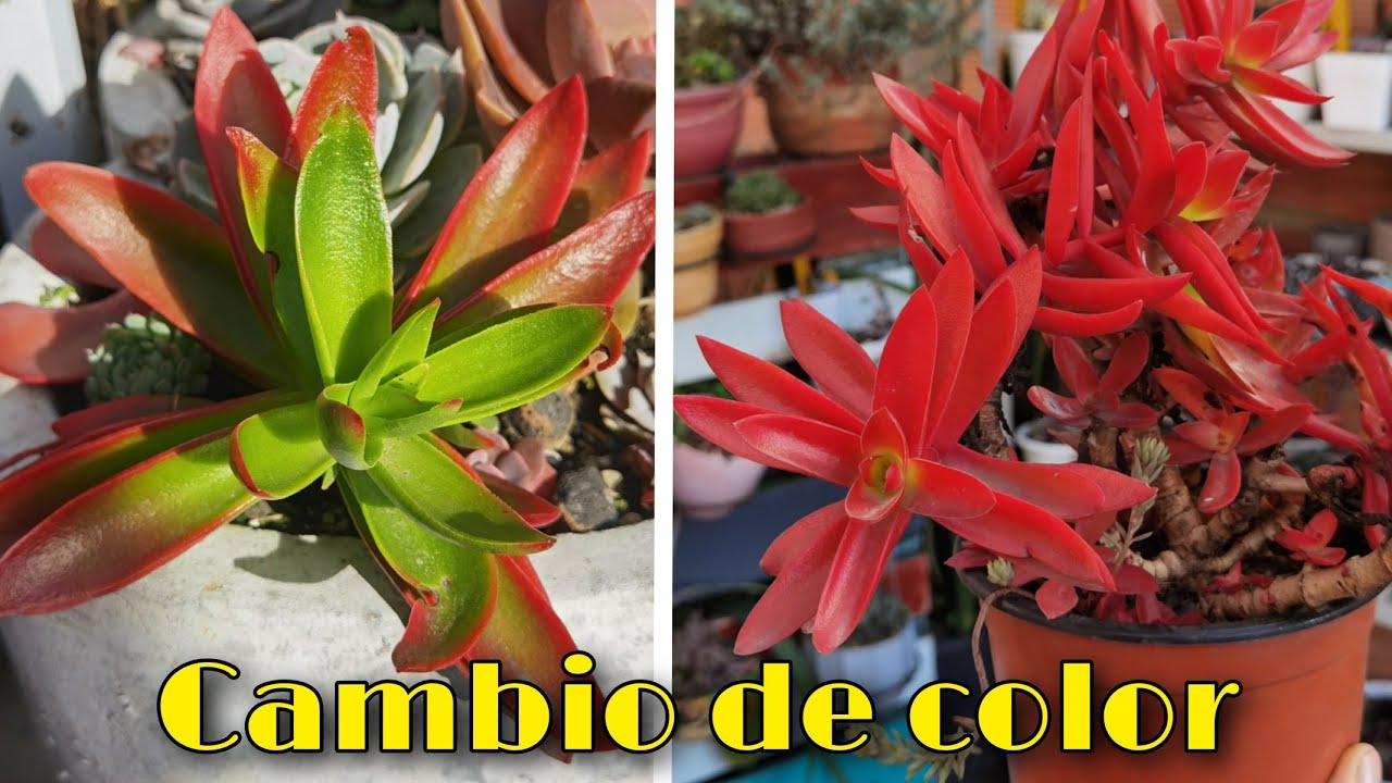 como cambiar el color de las plantas suculentas