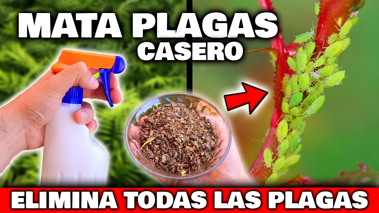 como combatir insectos en las plantas