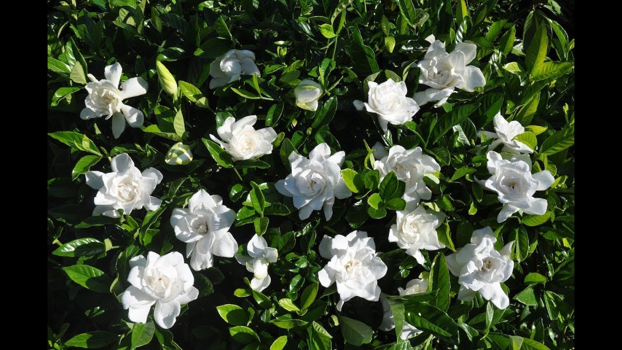 como cortar los jazmines de la planta