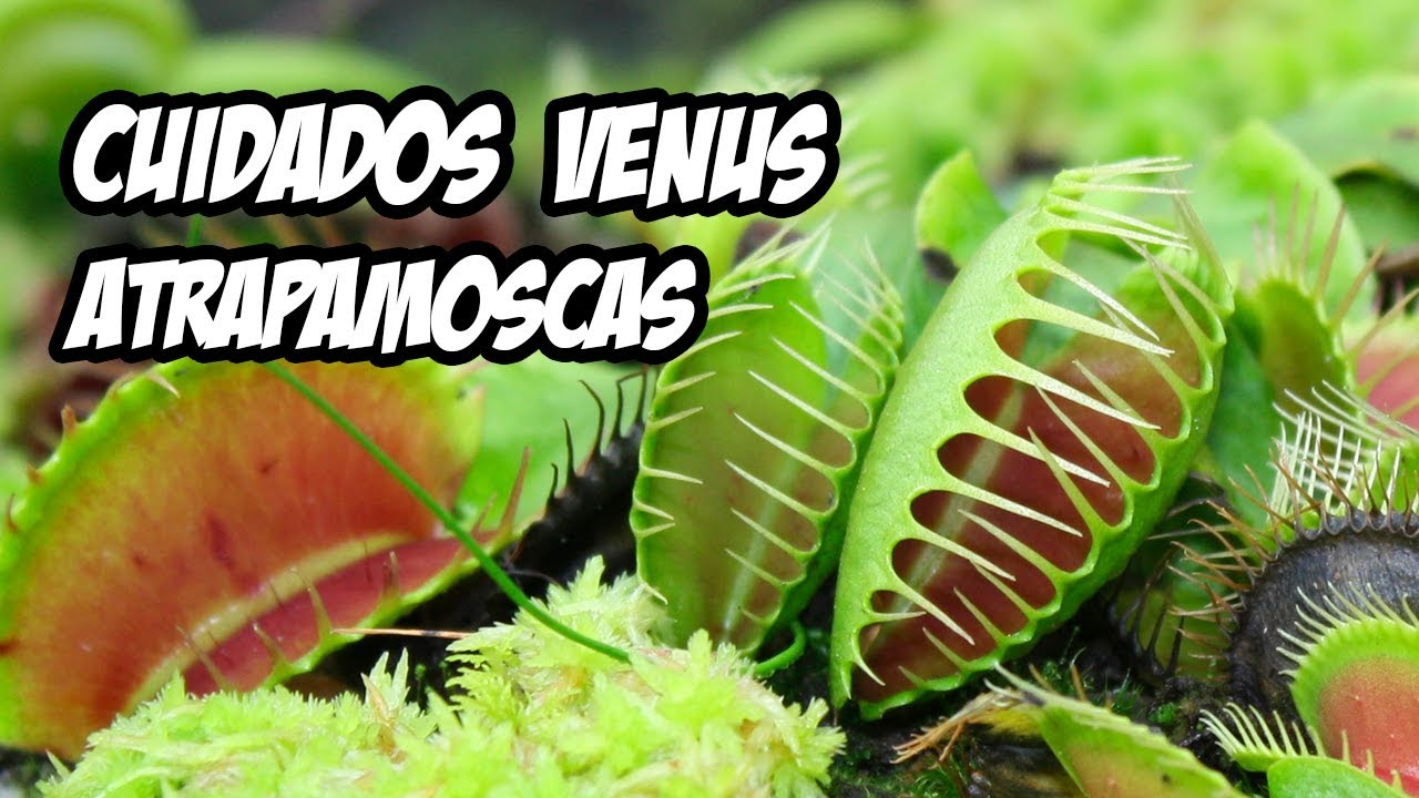 como cuidar a una planta carnivora