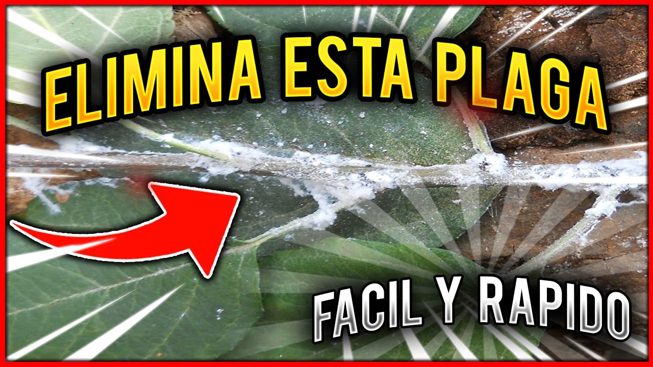 como eliminar el pulgón blanco de las plantas