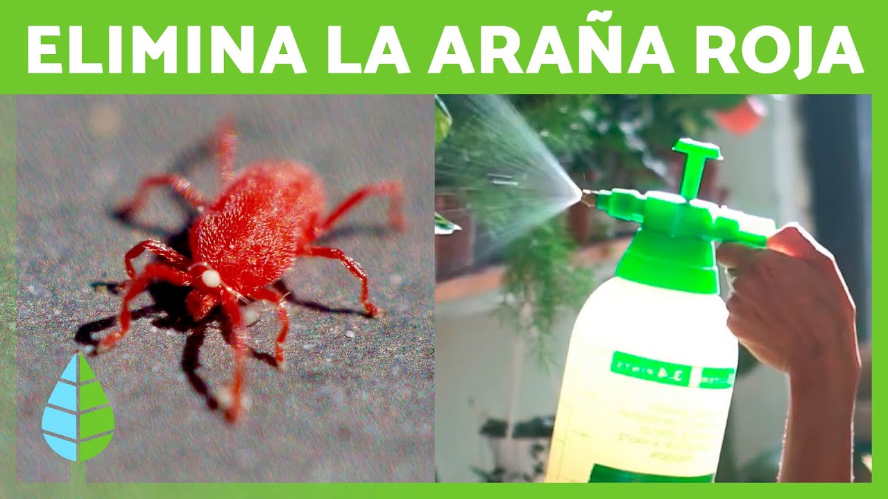 como eliminar la araña roja de las plantas