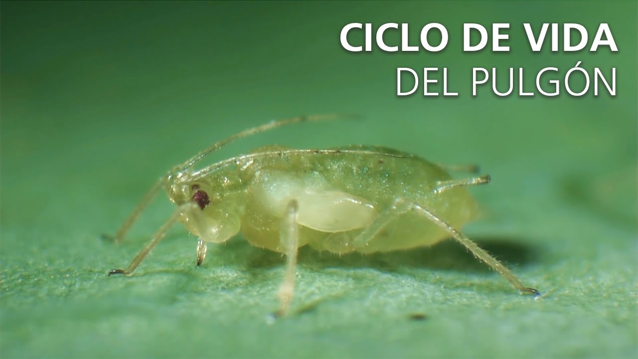 como es el pulgon de las plantas