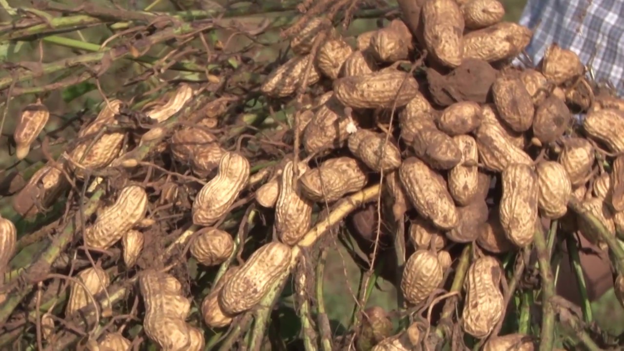 como es la planta de mani