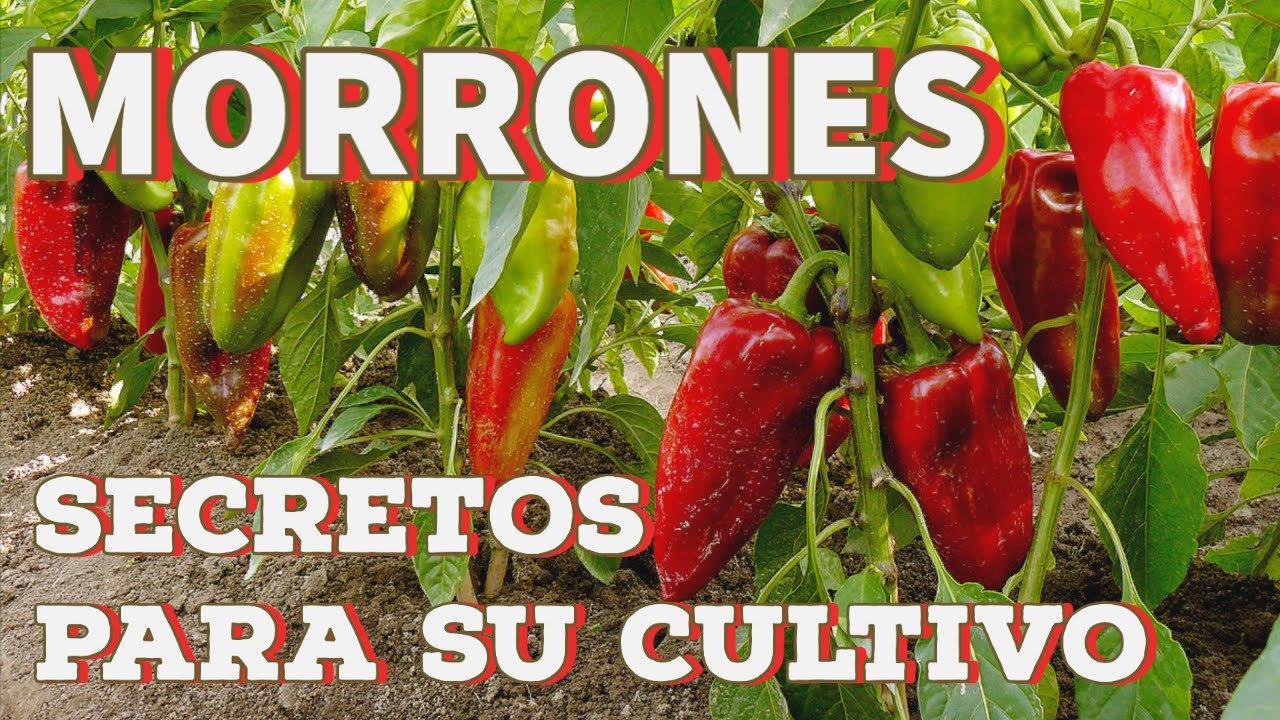 como es la planta de morron