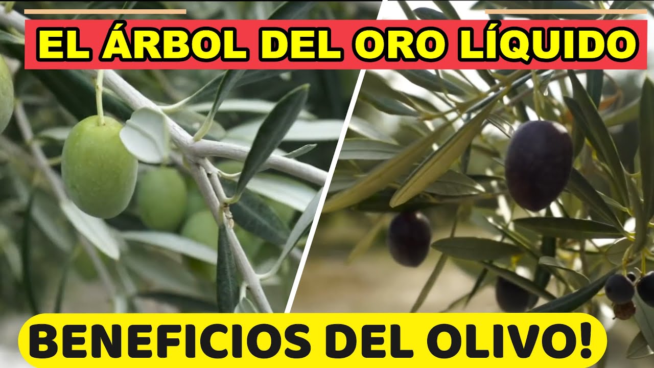 como es la planta de olivo