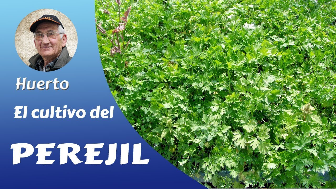 como es la planta de perejil cuando nace