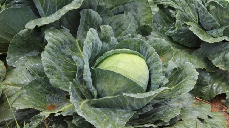 Que Es Repollo Cómo es la Planta de Repollo: Características, Cultivo y Beneficios ...