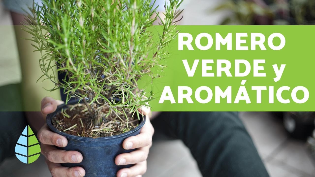 como es la planta de romero