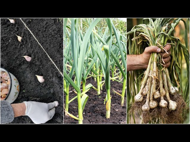 como es la planta del ajo
