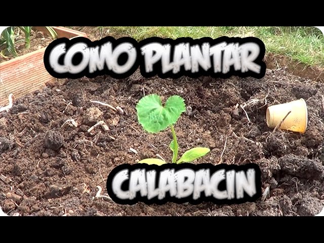 como es la planta del calabacin