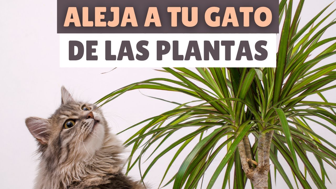 como evitar que los gatos estropean las plantas