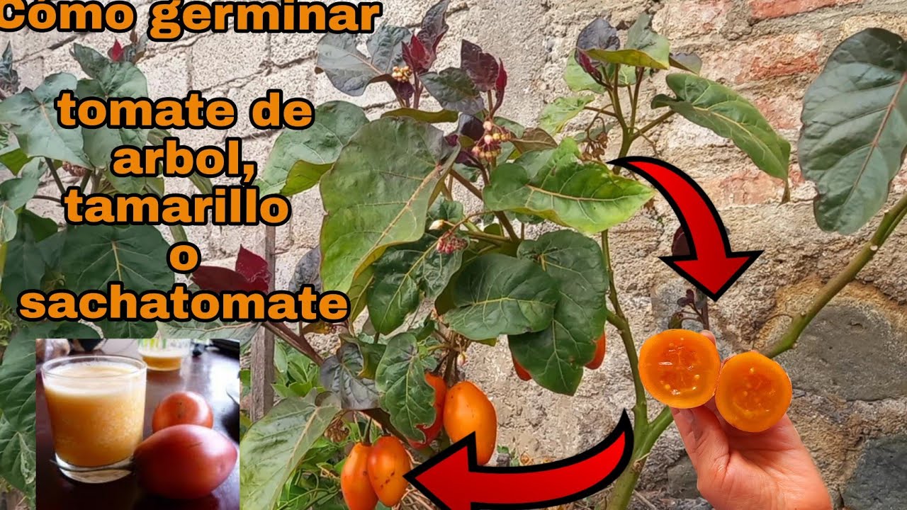 como germinar semillas de tomate de arbol