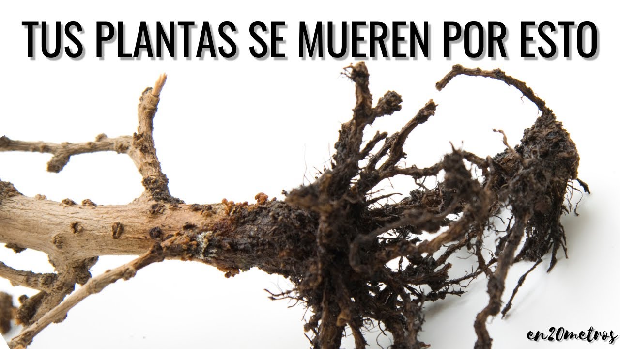 como hacer para que una planta no se muera