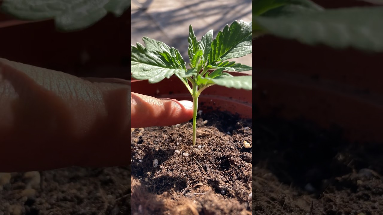 como hacer que una planta crezca a lo ancho