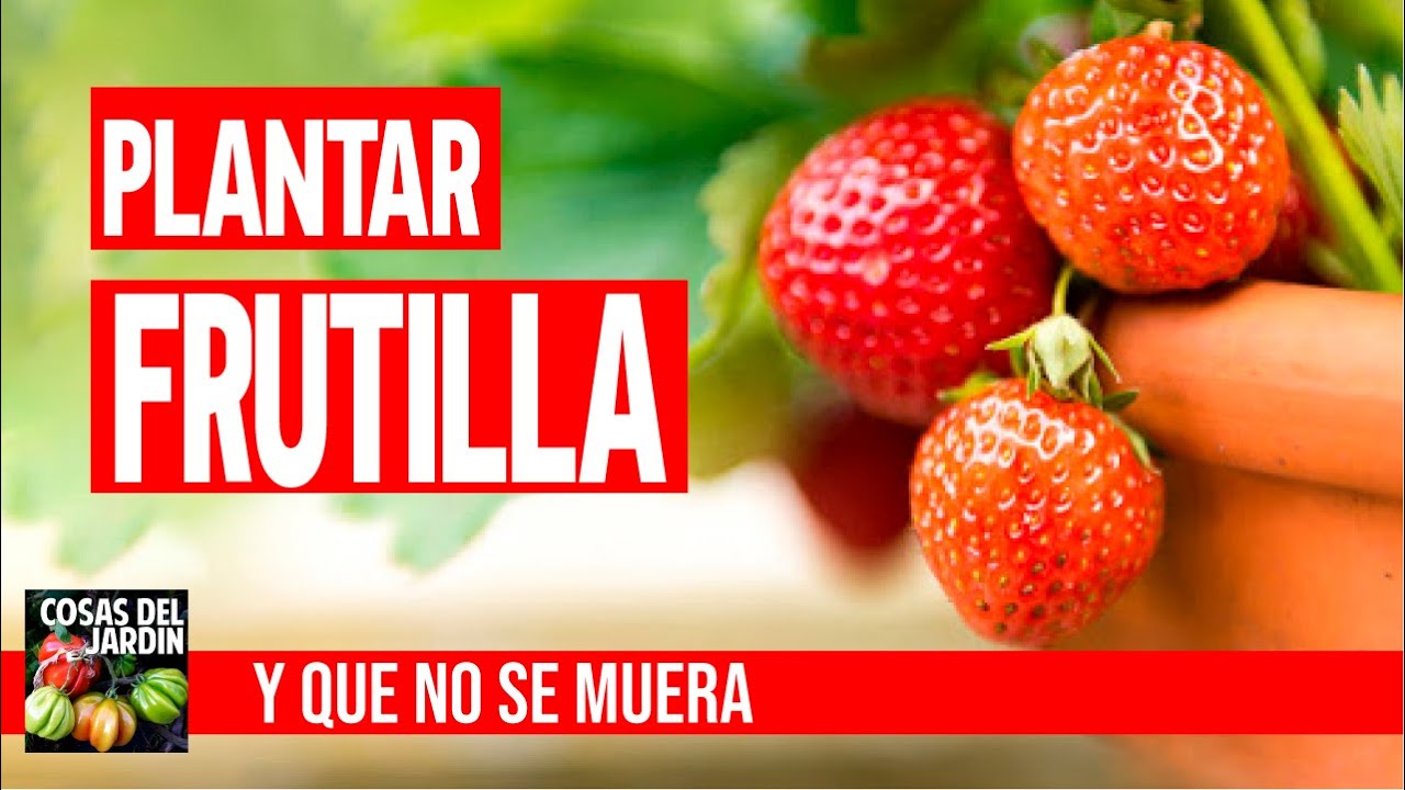 como plantar fresas en casa cuidados