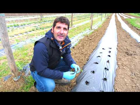 como plantar fresas en el huerto
