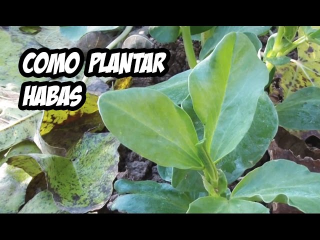 como plantar habas en huerto urbano