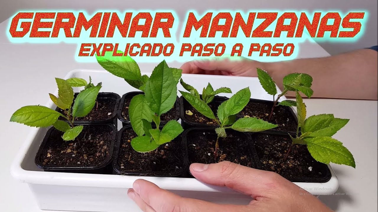 como plantar semillas de manzana para hacer un bonsai