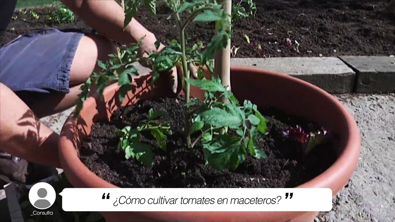 como plantar tomates en una terraza