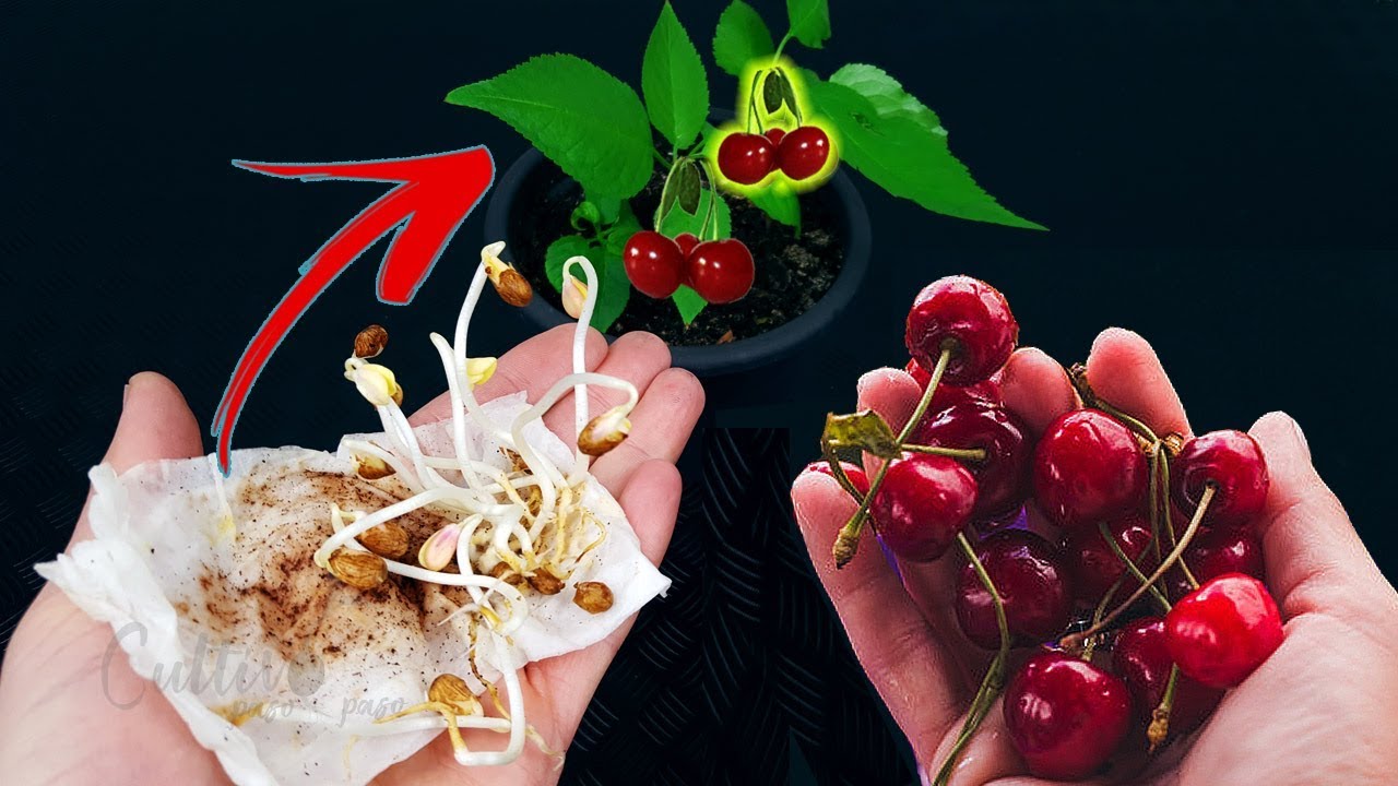 como plantar un cerezo desde el hueso