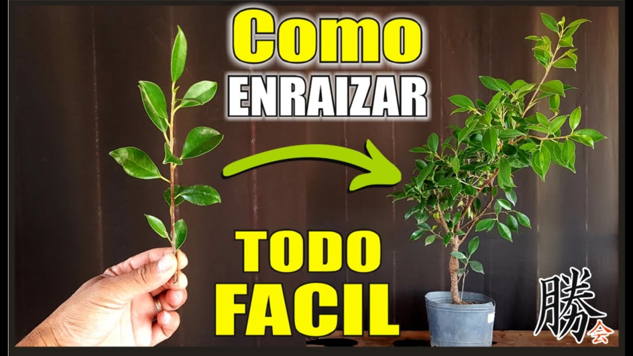 como plantar un ficus de una rama