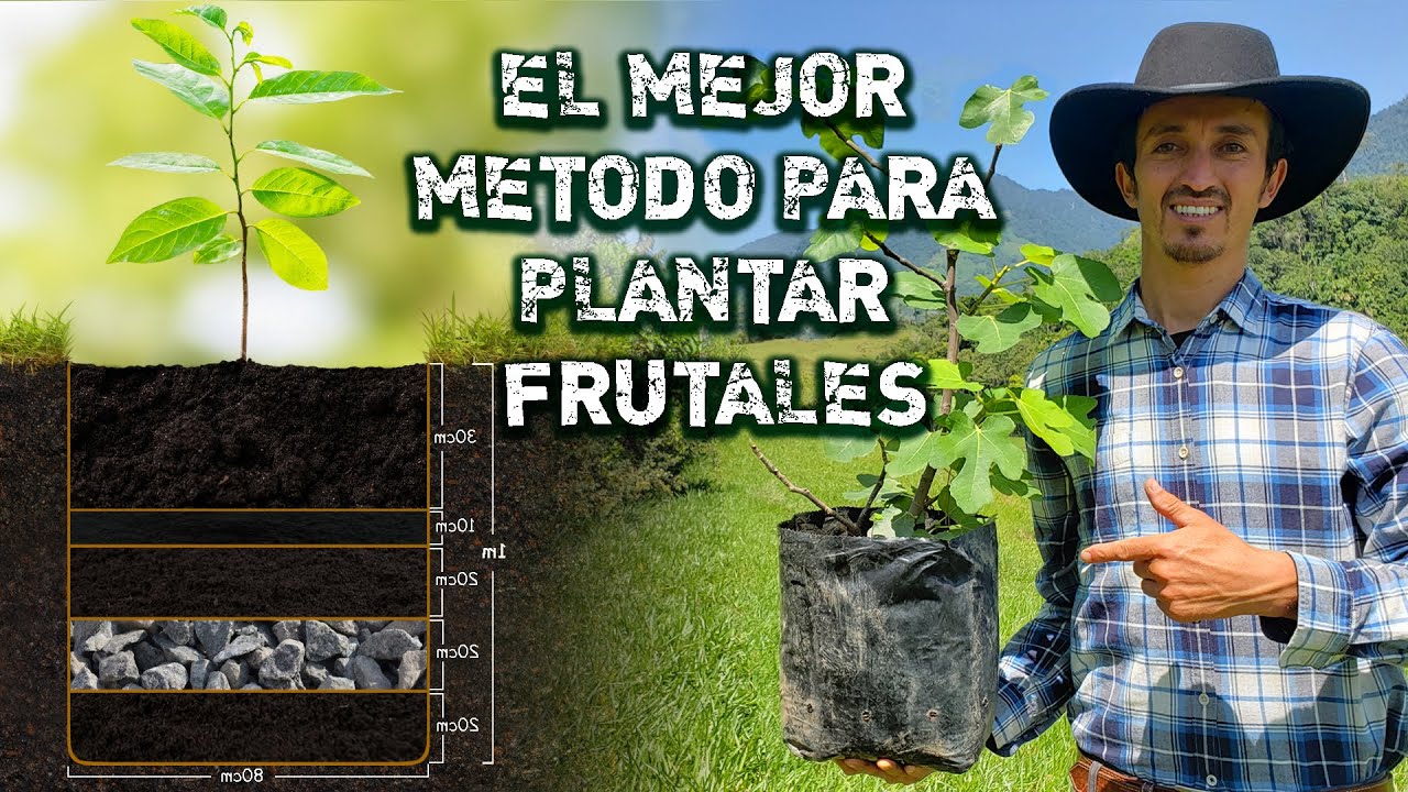 cómo plantar un frutal en bolsa