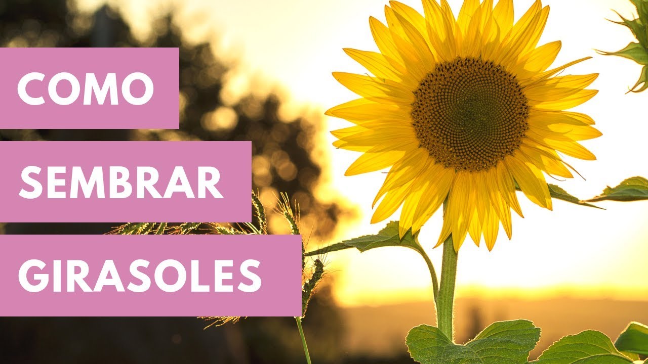 como plantar un girasol en casa