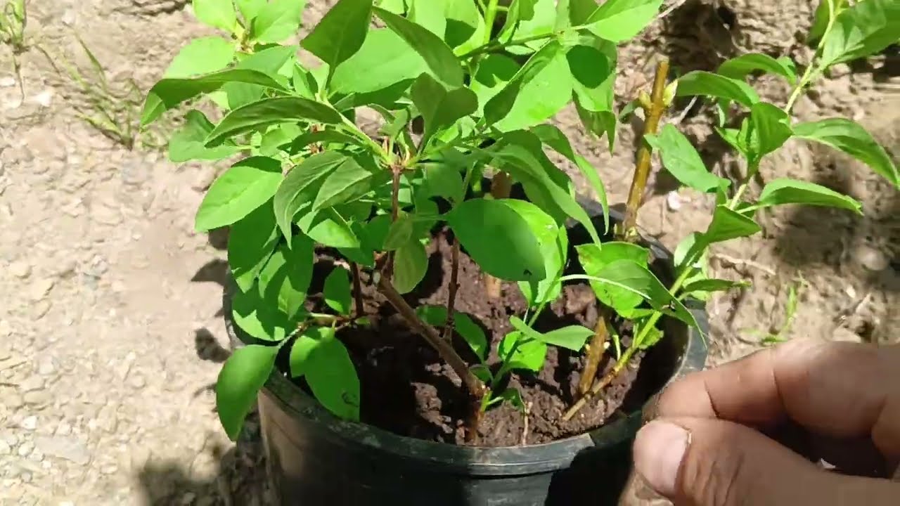 como plantar un lilo por esqueje